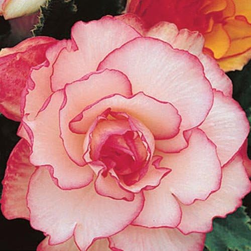 (3) Pink & White Picotee Begonias, Beautiful Pink & White Flowering Bulbs, Plants, Flower, Seeds,Bulbs,Plants,&More