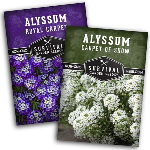 Alyssum Seeds for Planting – 2 Varieties | Purple Royal Carpet & White Carpet of Snow Sweet Alyssum – Fragrant Heirloom Flowers & Ground Cover – Survival Garden Seeds