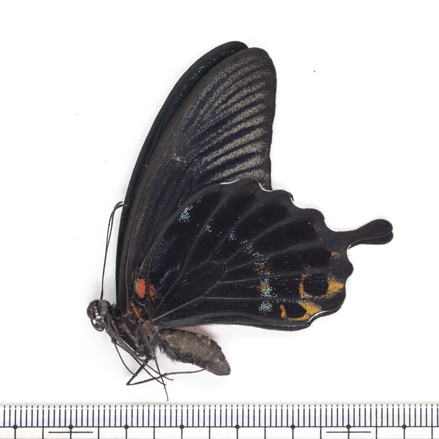 Amazon | 未展翅 昆虫標本No.42 パラワンアゲハ標本定形外発送合計3000