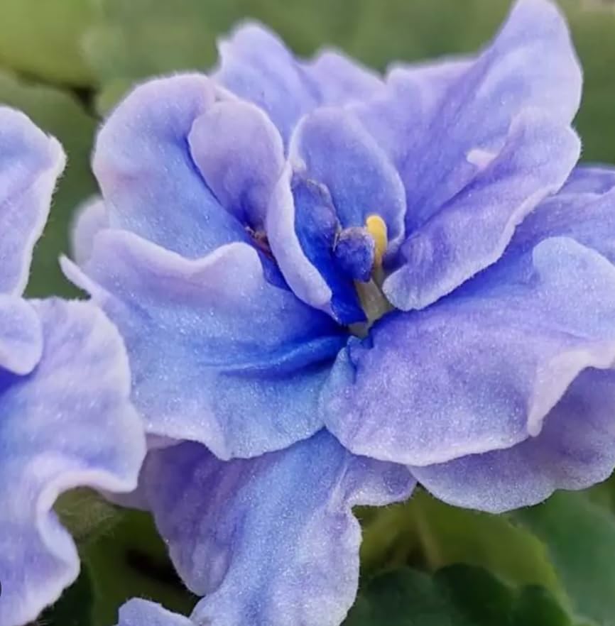 1 x African Violet Saintpaulia Flowering Blue Light Color in 12cm pots