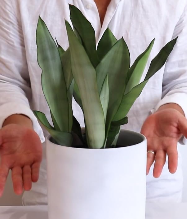Mphmi Seedless Plant Indoor Plants Sansevieria Moonshine, Trifasciata Moonshine Silver (B0CVS87P9J) Amazon Price History, Amazon Price Tracker
