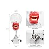 DenFactory Simple Head Model Dental Simulator Phantom Manikin with Teeth for Teaching Practice Study Training Fixed on Desk