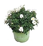 Premier Plant Solutions 18648 Knock Out 'White Out' Star Series Knockout Rose, 3 Gallon
