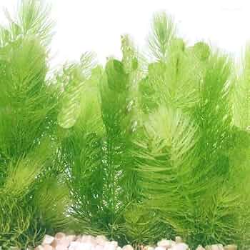 『マツモ ( 金魚藻 ) 』 1000g 1000MTM002 51-AyAV1U8L._UF350,350_QL50_.jpg