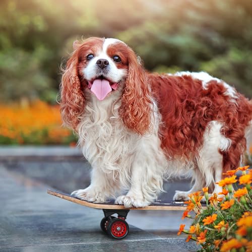 GRTRE 26 Inch Pet Skateboard