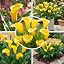 Yellow Zantedeschia Calla