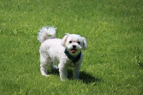 ỹ|XgJ[hzX}Ci}`[Yj̊Gt͂photo by MIRO