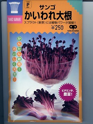 サンゴかいわれ大根　中原採種場のかいわれ大根種です