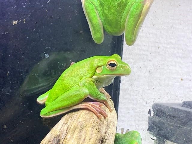 Amazon | 【生体】クツワアメガエル SM 1匹 from SCRATCH（カエル 蛙