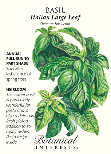 Semillas de albahaca italiana de hojas grandes de interés vegetal Paquete de 1000 semillas