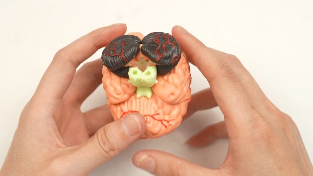 Amazon.com: Disassembled Human Brain Model Anatomical Science