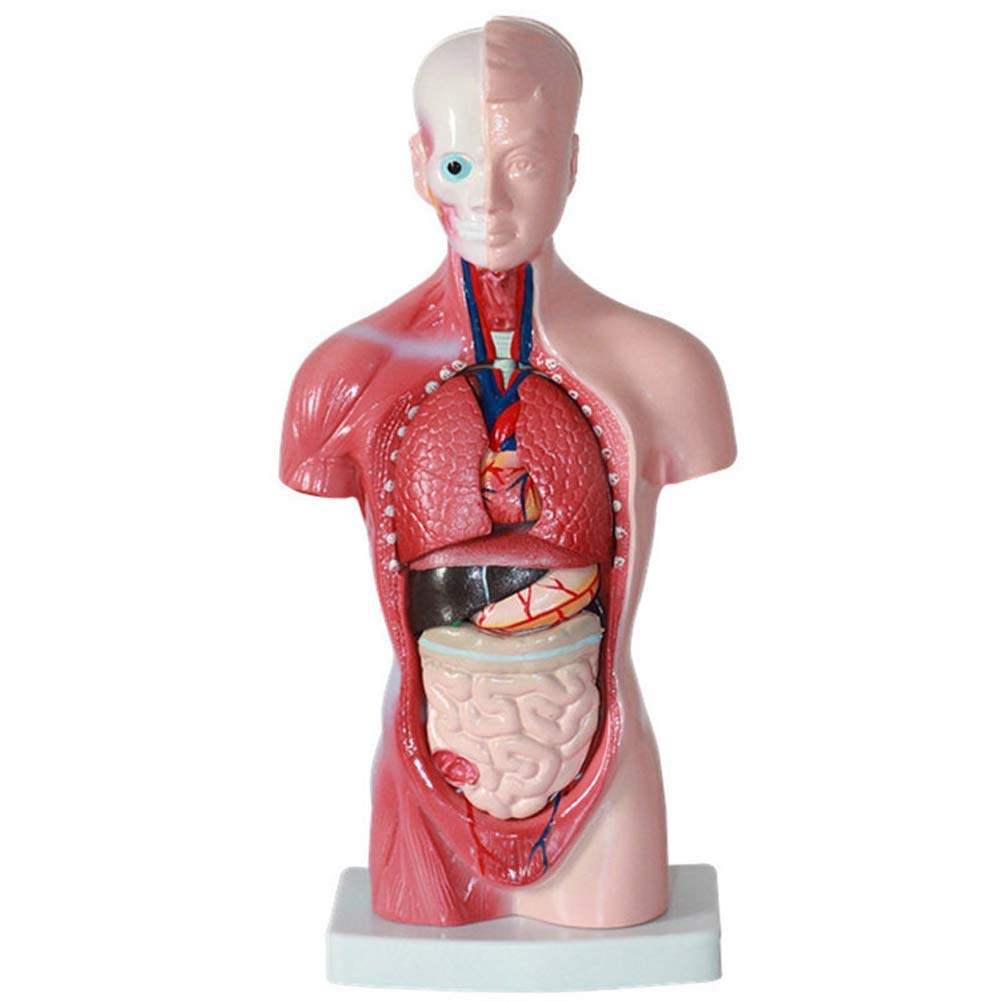ERNZI Modelo De Torso Humano Anatomía Órganos Anatómicos Internos para La Enseñanza Modelo Educativo Desmontable Nuevo 28 Cm para Escuelas, Educación