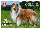 Collie - Mein bester Freund (Wandkalender 2023 DIN A4 quer), Calvendo Monatskalender