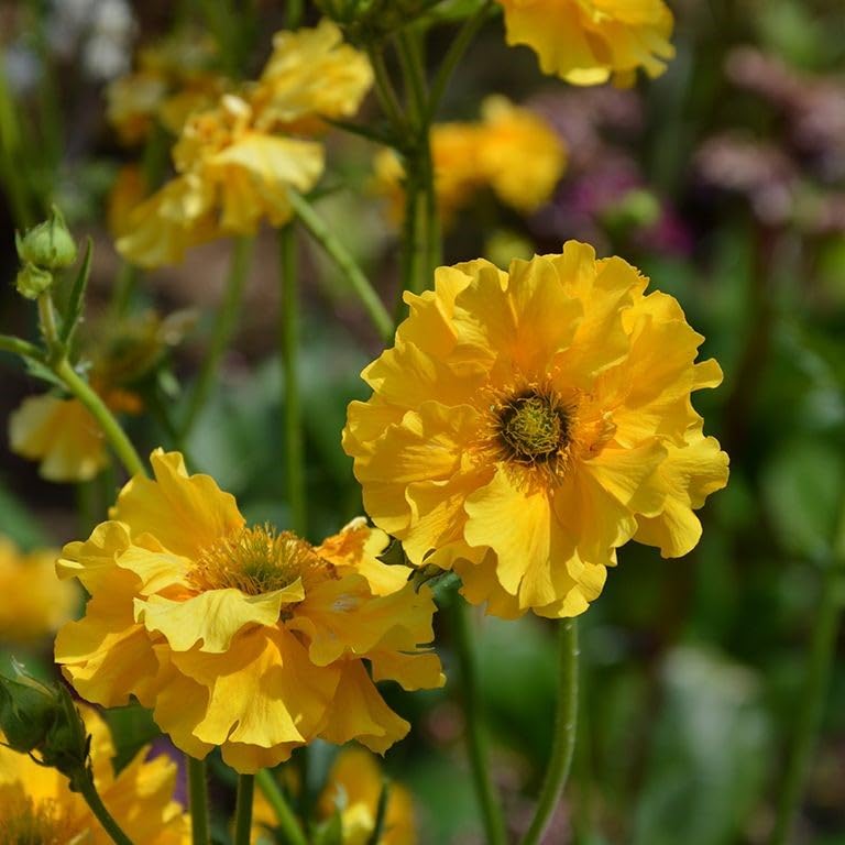 Geum chiloense 'Sunrise' Garden Plant Hardy Perennial Flowering Garden Plants Easy to Grow Your Own by Park Farm Plants (3 x 9cm pots)