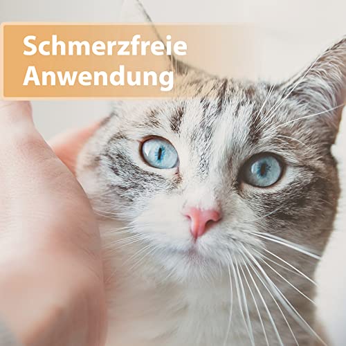 Felisept Wundgel für Katzen 20ml - Wundsalbe für Katzen zur Reinigung und Pflege von Wundbereichen - Wundpflege Katze - Wundschutz Katze für bessere Regeneration