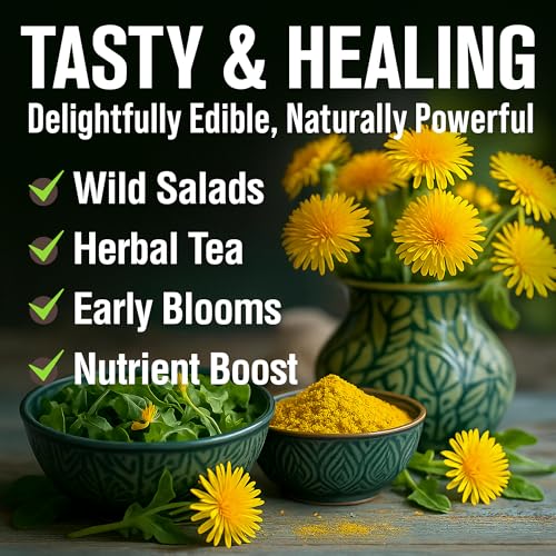 Image of HOME GROWN Dandelion Seeds for Planting 600 Heirloom Medicinal Herb Seeds (~0.3g) Non GMO Grow Edible Leaves and Flowers for Remedies or Wildlife (Taraxacum officinale)