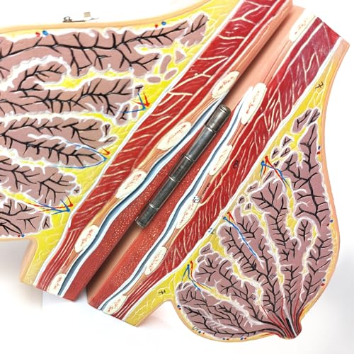Image of NEW HORIZON Model of The Female Breast Human Breast Anatomy Model Lactation Teaching Nursing Trainning Education Tools for Medical Students and Teachers