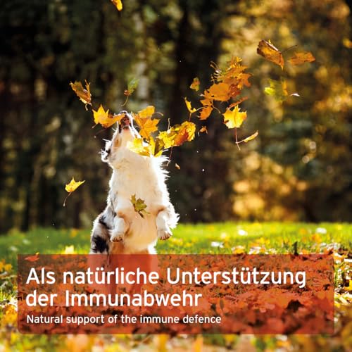 AniForte MultiVETAL Multivitamin Pulver für Hunde, Katzen 100g - Natürliche Vitamine, Mineralstoffe & Nährstoffe für eine optimale Versorgung, Unterstützung der natürlichen Abwehrkräfte