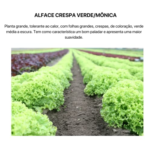 Kit 4 Sementes Hortaliças Salada Horta Em Casa Jardins Vasos(Alface Crespa, Alface Lisa, Repolho, Rú