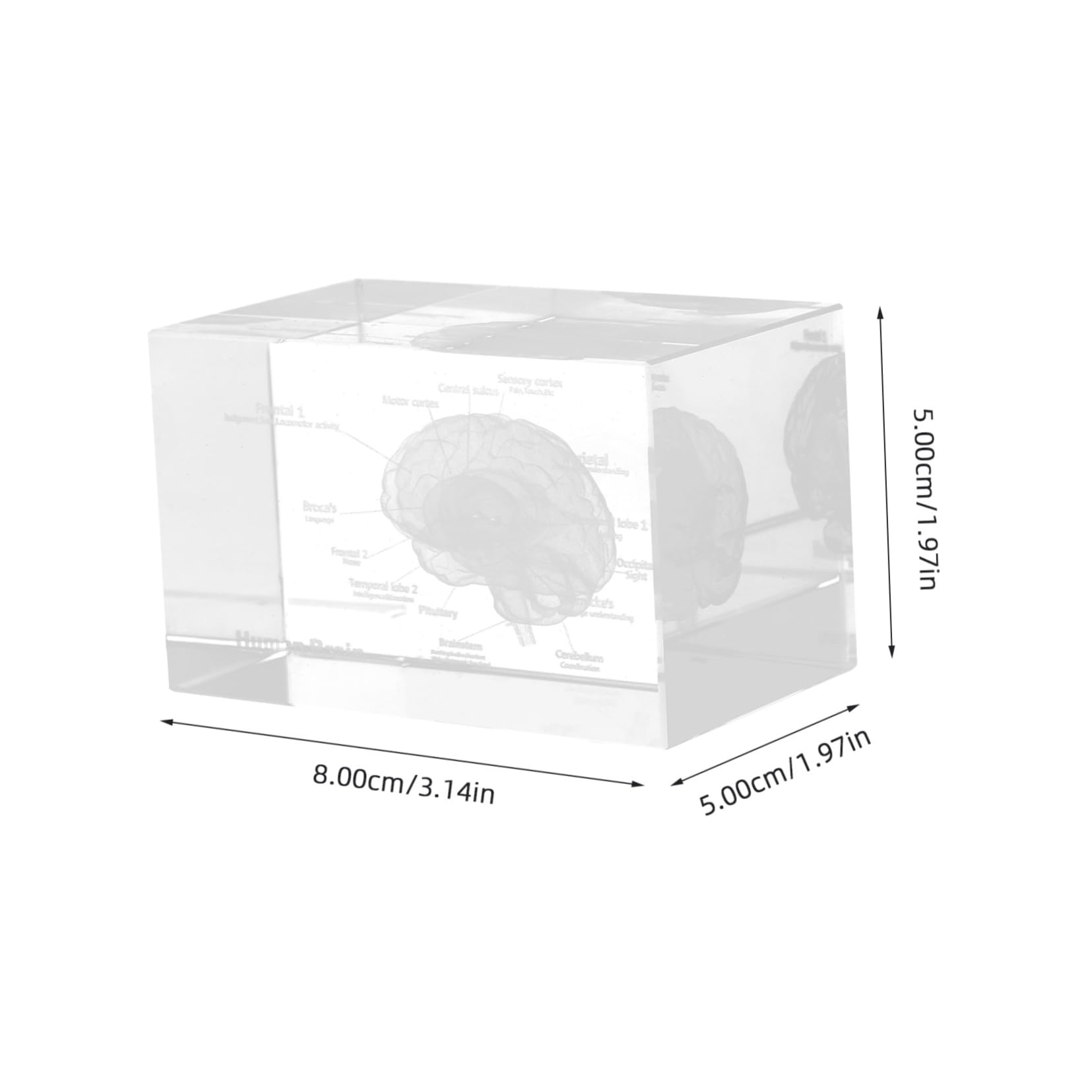 Veemoon Crystal Inner Carving Ornaments 3d Human Anatomy Model Lung Brain Structure Medical Decor Educational Tool