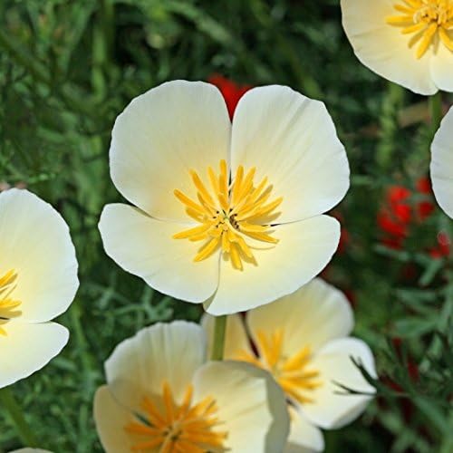 Dirt Goddess Super Seeds ~ California Poppy Seeds - White Linen (1 lb) Eschscholzia californica 234,000 Seeds Non GMO Bulk