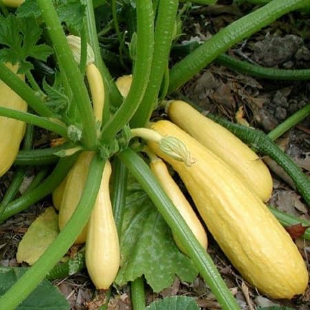 100 semillas de plantas de calabaza frescas