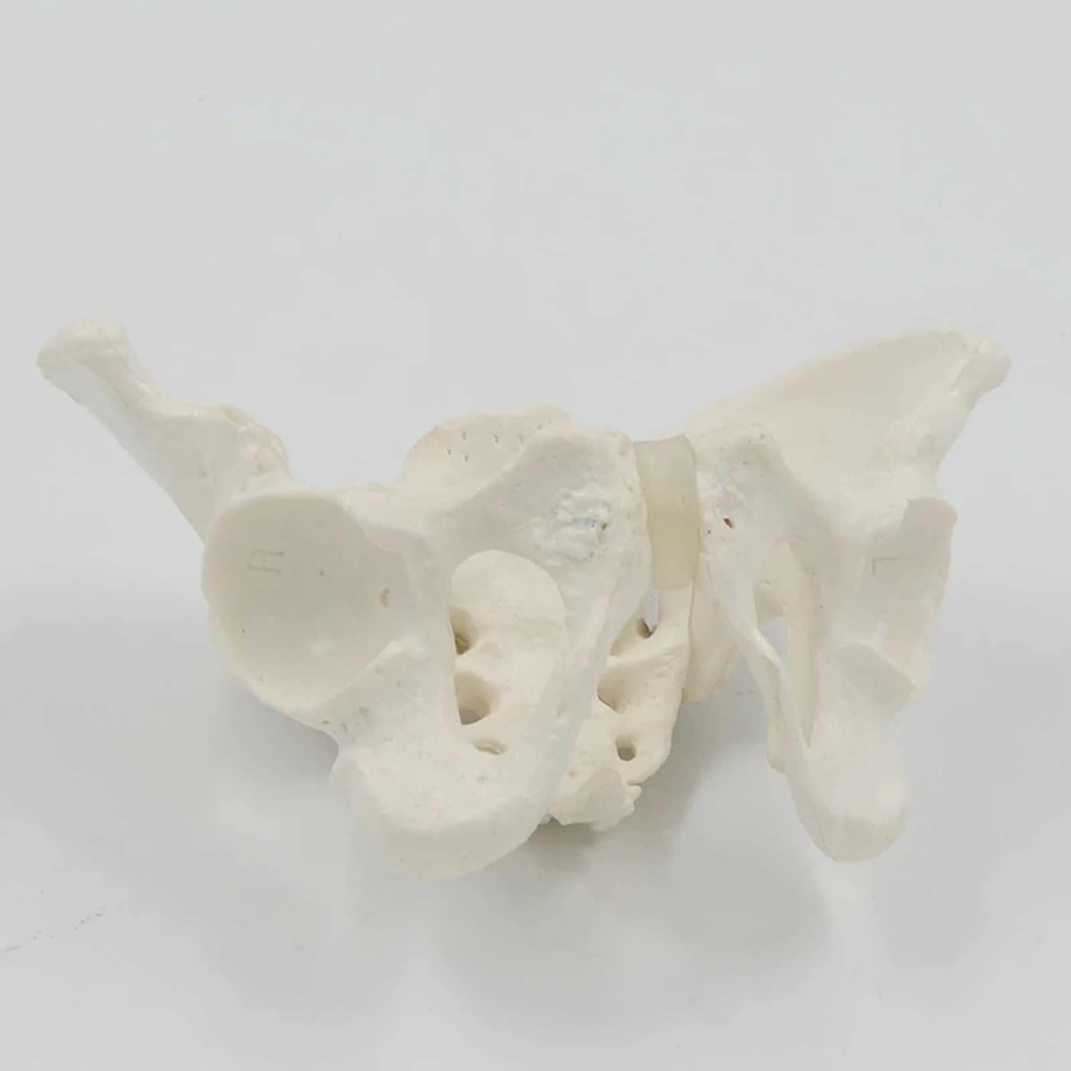 Lehrmodell, Mini-Beckenmodell, Skelettmodell, bewegliche Hüfte und Beckenknochen, biegsame Rotation, Lehrhilfe, Anatomiemodell, medizinisches Lehrmodell des weiblichen Beckens, 5,9