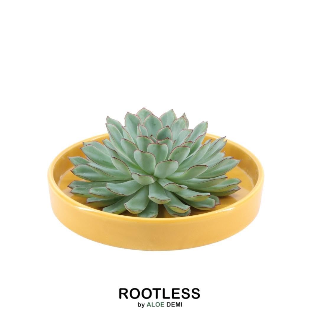 Echeveria Pulidonis Sukkulente mit Keramikschale, Deko, Gelb, Set Ø20 cm