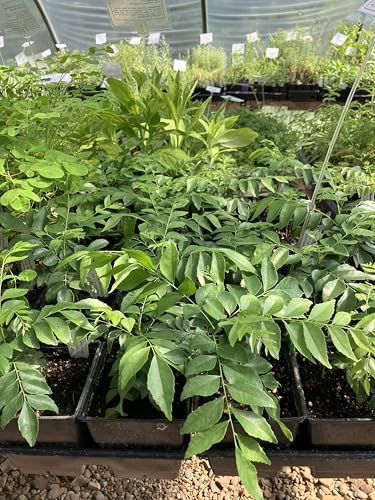 Murraya koenigii Curry Leaf Live Plant in a Quart Pot Culinary