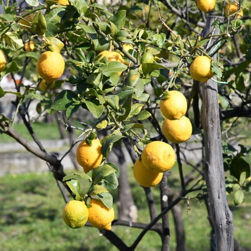 semi di limone, da balcone da frutto colonnari esotico frutto colonnare colonnari comprare nani, resistenti semi di raro serre balcone vecchie 20pcs