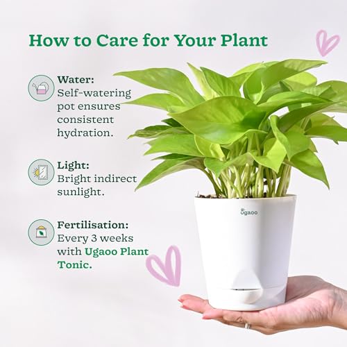Ugaoo Golden Money Plant Indoor With Self Watering Pot (Image - 5)