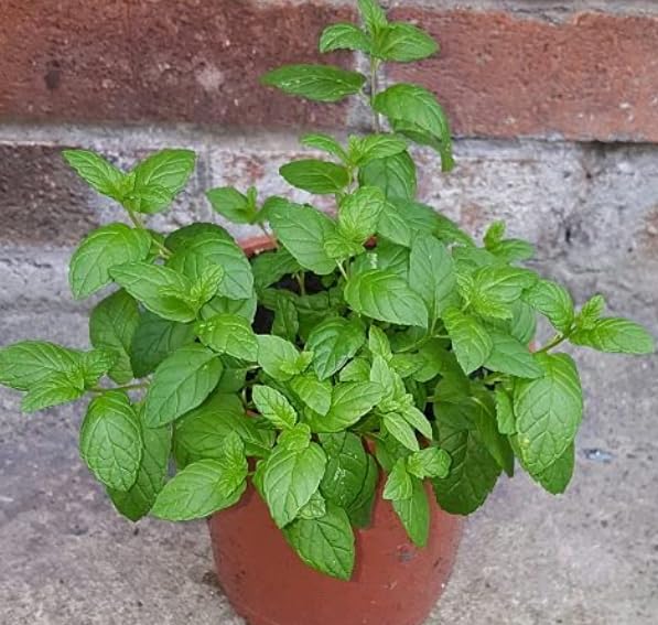 NDS- PAPPER MINT PUDINA Mint Indoor Plant with Plastic Pot, Black, Medium, 1 Piece (B0CXF8FMYS) Amazon Price History, Amazon Price Tracker
