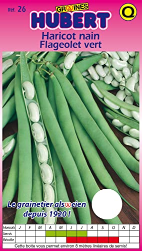 Graines de Haricot Nain Flageolet Vert - 150 grammes