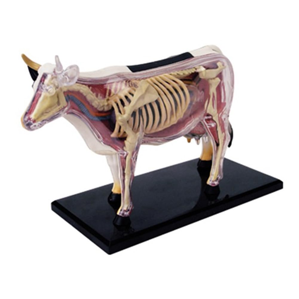 Modèle anatomique organe animal 4D Vache Intelligence Jouet à assembler Modèle anatomique pédagogique Vache Modélisation assemblée