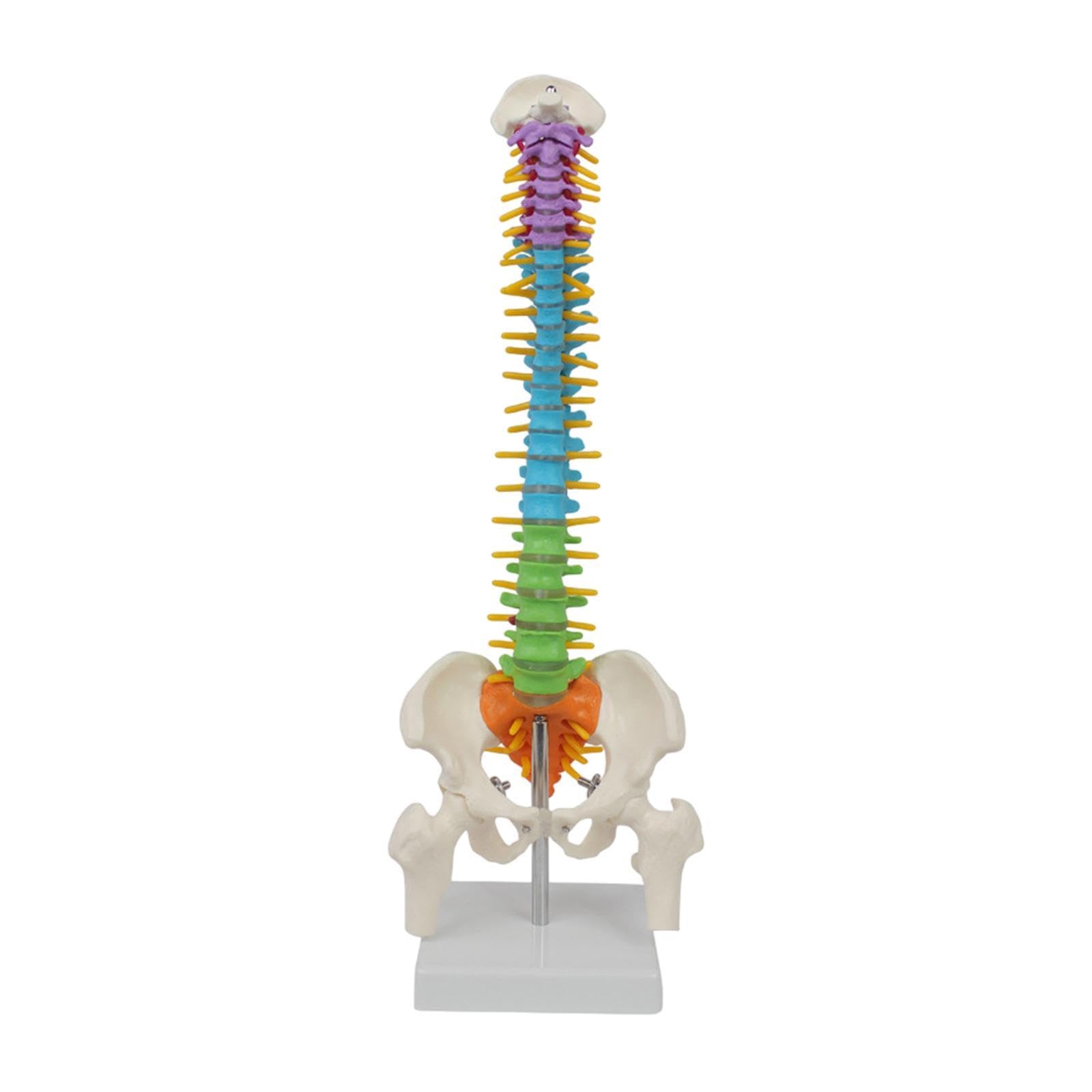 Modelo de Vertebral Humana para Material Didáctico con Soporte de Exhibición Y Esqueleto Flexible de La Médula Espinal.