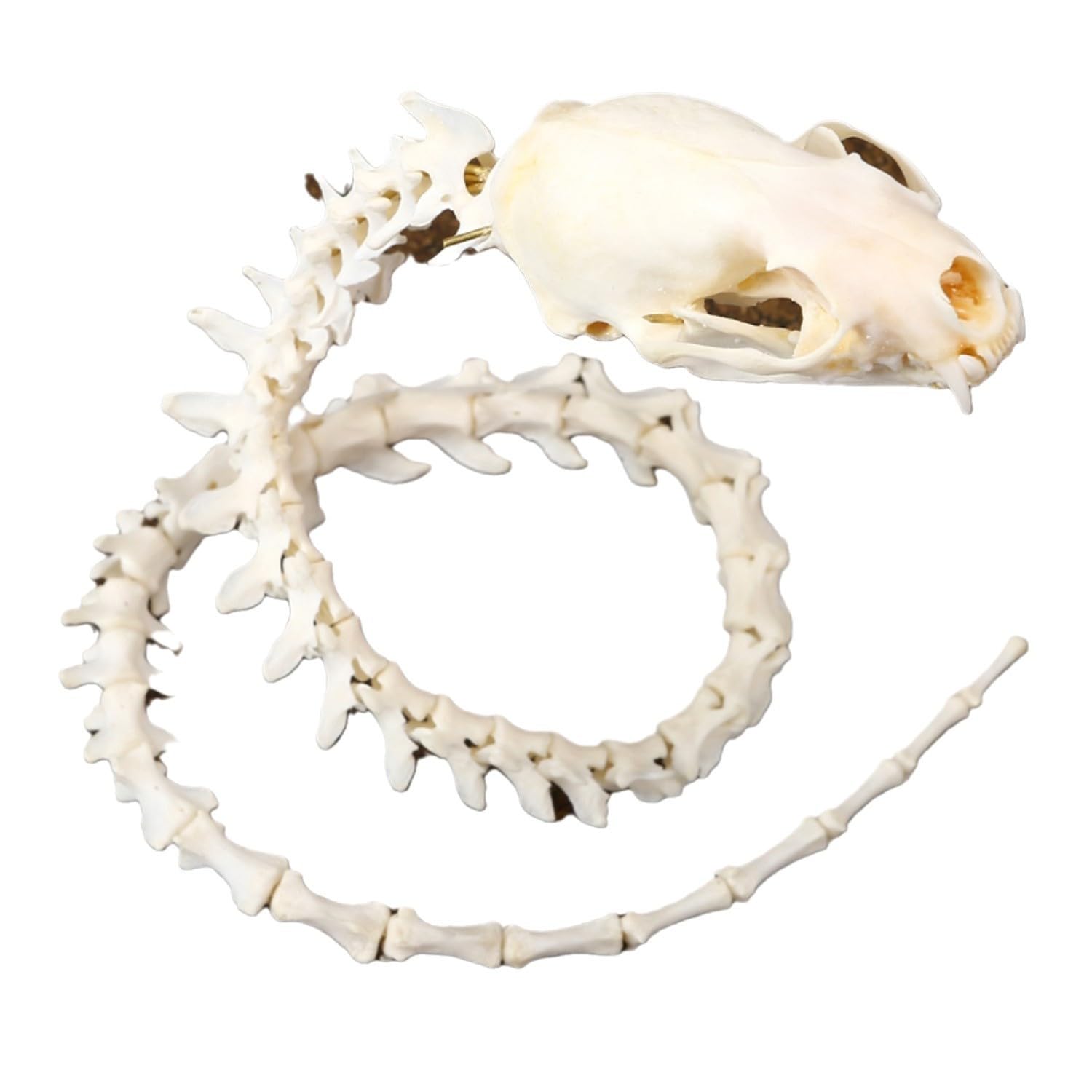 Mink Skull Skeleton Frame, Natural Specimen, vertebrae, Handmade Copper Wire, Imitation Snake Specimen, Skeleton Gift Collection