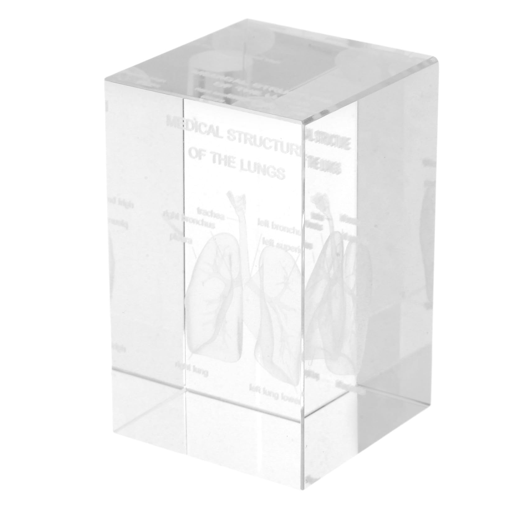 Modèle de poumon réaliste en cube de verre, cadeau idéal médecin - 8