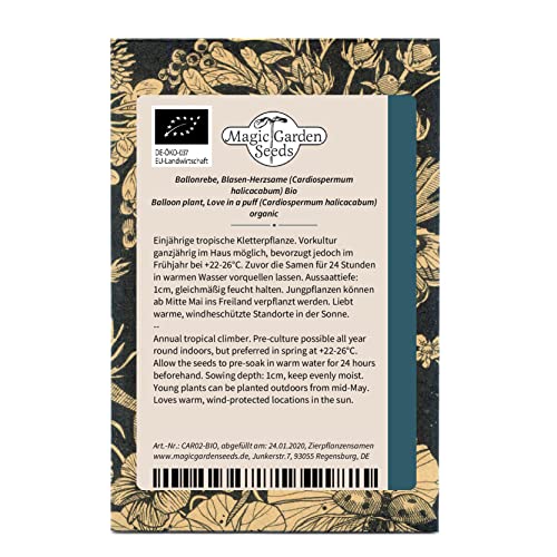Ballonrebe/Blasen-Herzsame (Cardiospermum halicacabum) Bio-Samen 5 Korn Herzerbse Wundererbse Mönchsköpfchen Ballonwein Kletterpflanze