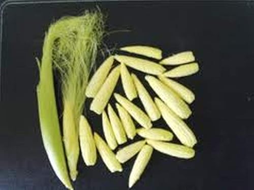 Miniatura 4 de Baby Bonus Hybrid Sweet Corn Seeds - Mini-mazorcas de 2 a 4 pulgadas de largo - (25 semillas)