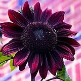 Sunflower Seeds for Planting - Grow Purple Chocolate Cherry Sun Flowers in Your Garden - 25 Non GMO Heirloom Seeds - Full Planting Instructions for Easy to Grow - Great Gardening Gifts (1 Packet)