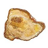  Bois pétrifié de Madagascar - Pierre fossile minérale végétale - Pierre fossile de guérison