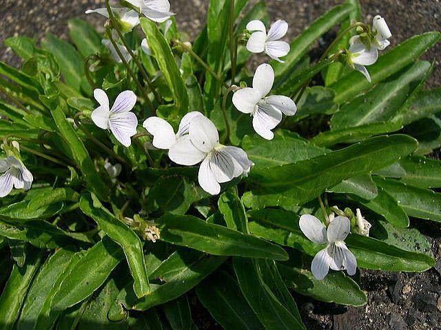 Amazon.co.jp: アリアケスミレ 1株 白に紫のスジ 有明菫 多年草 耐暑