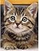 DIY 5D Diamond Painting Kits for Adults Full Drill Cat Diamond Paintings Crystal Rhinestone Embroidery Pictures Cross Stitch Arts Craft for Home Wall Decor Gifts (Cute Cat,12x16inch)