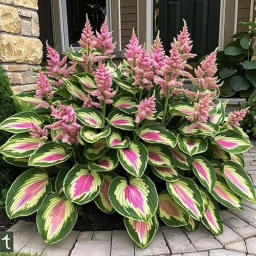 Image of Hosta Flower Seeds Multicolor Ornamental Plant Easy Grow
