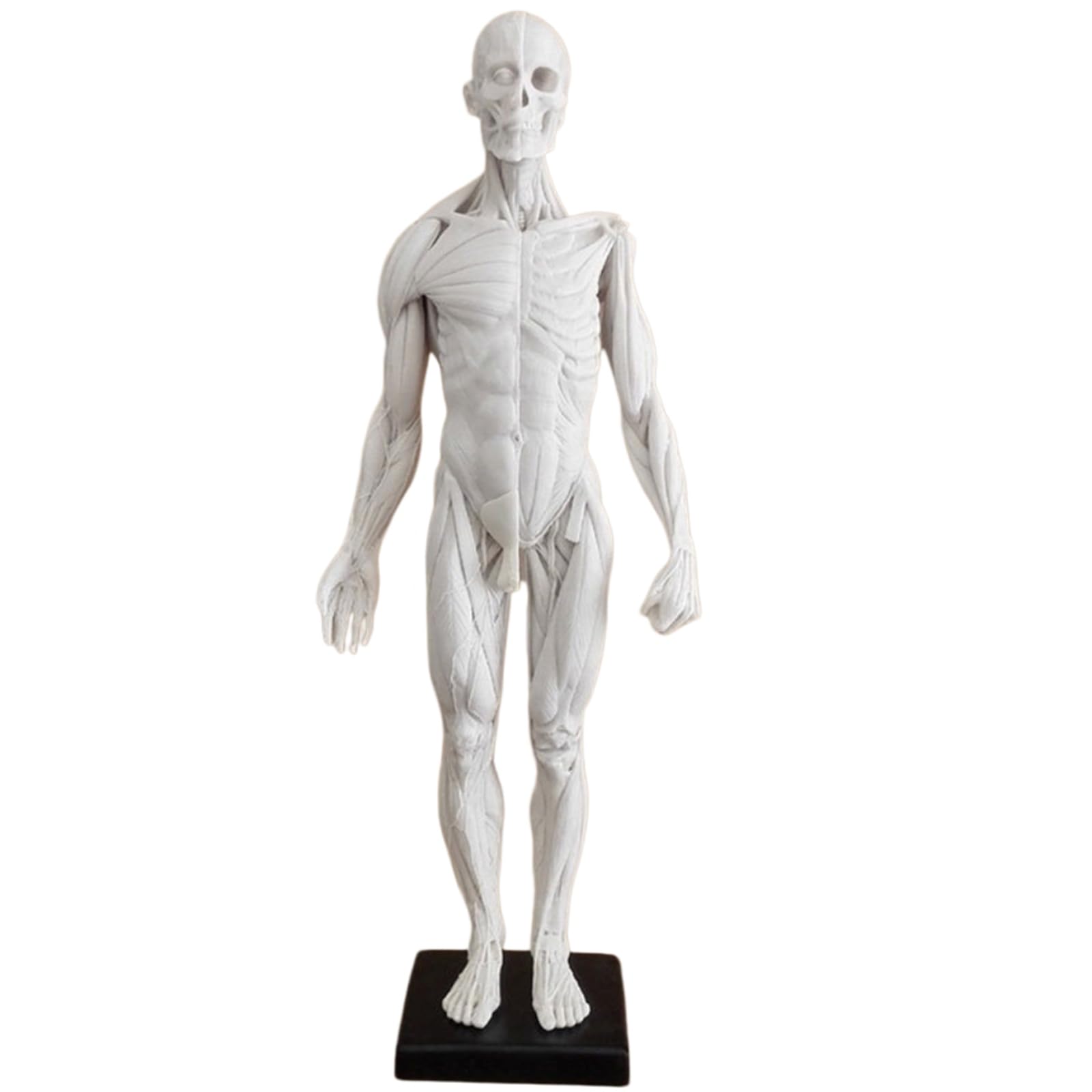 Figura de Anatomía Humana Masculina Anatomía Humana Cráneo Cabeza Cuerpo Músculo Hueso Modelo de Resina Referencia para Artistas,Blanca,60cm