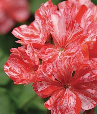 Geranium Seeds, Peppermint Twist Geranium 50 Seeds, Large Blooms Copyrighted Idahoseeds