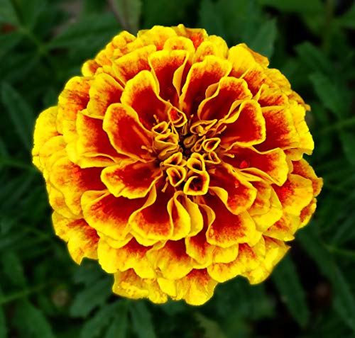French Marigold Flower Seeds, 25 Count "Cool Beans N Sprouts" Brand. Home Gardening. #TOP9