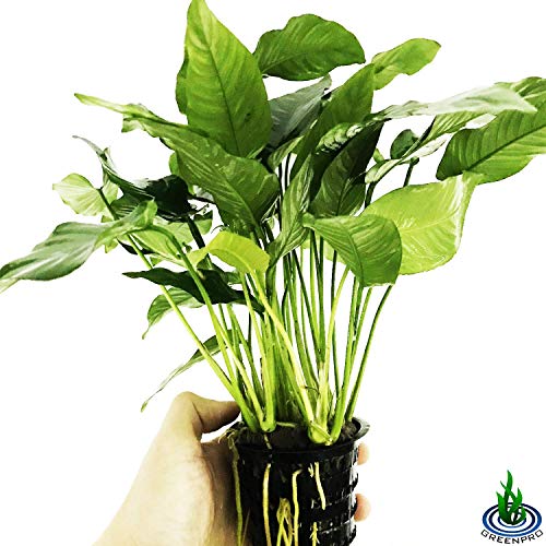 Greenpro | Anubias Barteri Striped Xxl Mother Pot Easy Live Aquarium Plant For Medium To Large Tank Beginner #TOP1