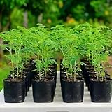 Moringa Tree Live Plant, Malunggay 6 to 8 Inc Tall Moringa Plants Live, Drumstick Horseradish Tree, Herb Moringa Plants to Plant Outdoor