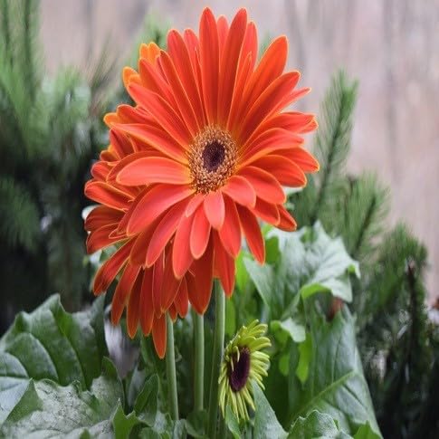 100pcs New Fresh Gerbera Flower Seeds